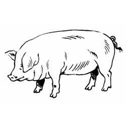 Coloriage et dessin Cochon à imprimer