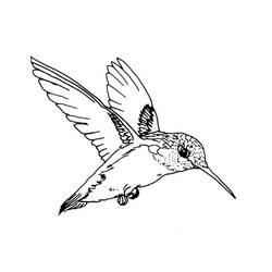 Coloriage et dessin Colibri à imprimer