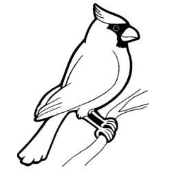 Coloriage et dessin Oiseaux à imprimer