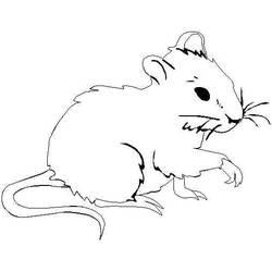 Coloriage et dessin Rat à imprimer