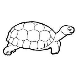 Coloriage et dessin Tortue à imprimer